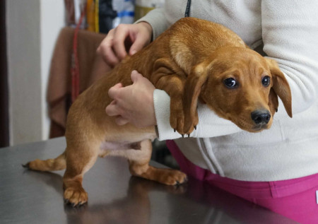 Pluto - rezervovaný (TD)